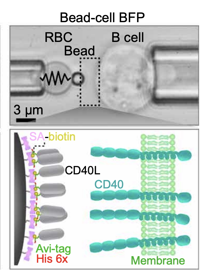 B Cell Mechanobiology