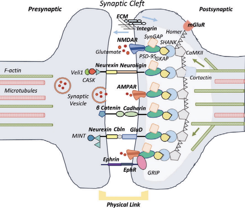 Neuronal Mechanobiology